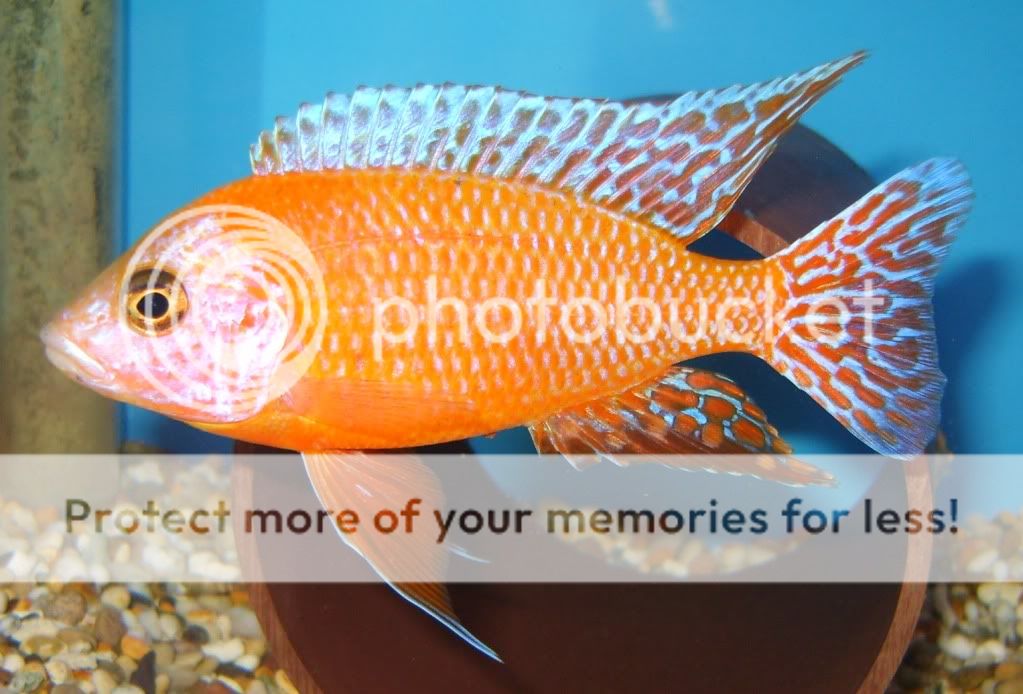 dragon blood cichlid