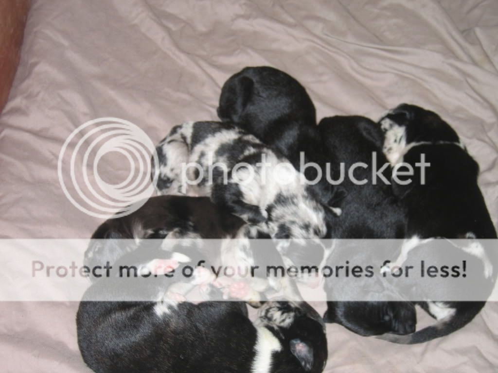 bootsandpups005.jpg