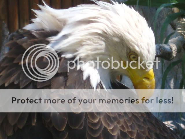 Eagle