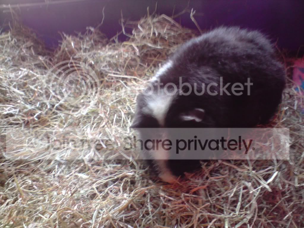 Bilbo.jpg