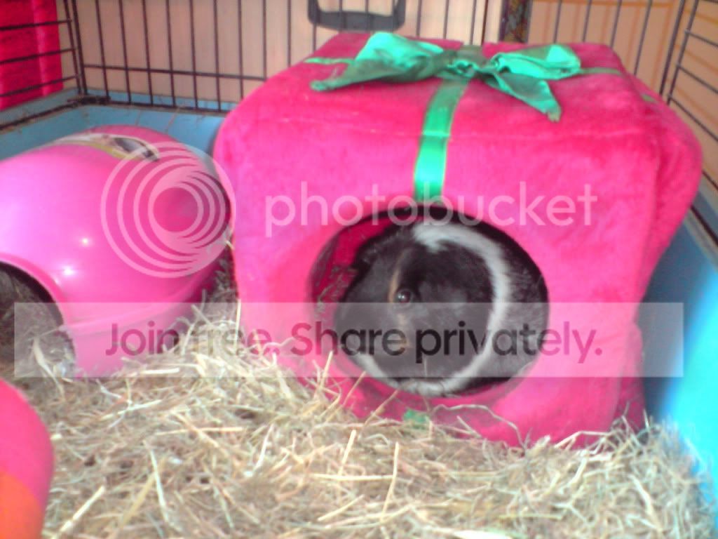 Pixiepresent.jpg